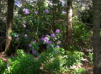 Spectacular flowering rhododendron