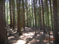 mature conifers 