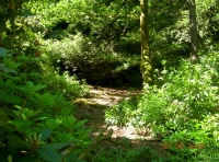 A hidden clearing and woodland track