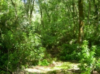 mature oak and beech 