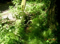 A small woodland brook