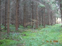 Magna Wood - SOLD