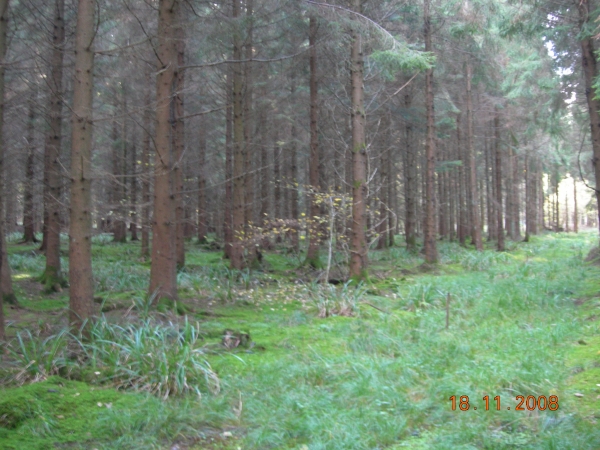 Magna Wood - SOLD
