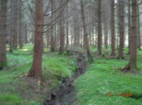 Magna Wood - SOLD