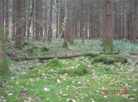 Magna Wood - SOLD