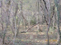 Magna Wood - SOLD
