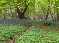 Magpie Wood - SOLD