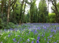 Marquess Wood - SOLD