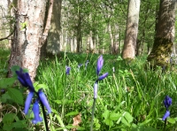 Marston Wood - SOLD