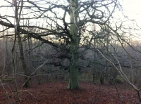 Melick Wood