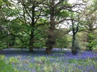 Middlecote Wood - SOLD