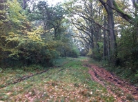 Middleditch Wood - SOLD