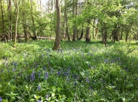 Nuthatch Wood
