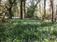 Pitmead Wood - SOLD