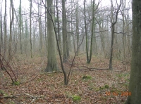 Red Buck Wood - SOLD photo 3