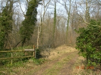 Red Buck Wood - SOLD photo 7