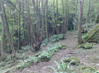 One of many paths across Silver Rock Wood