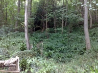 A woodland path
