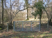 Silver Wood - SOLD