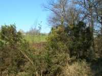 A flowering gorse bush