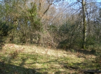 A sunny clearing in the wood