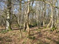 Mixed broadleaf woodland