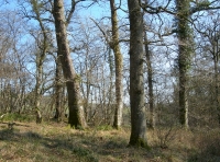 Some fine mature oaks