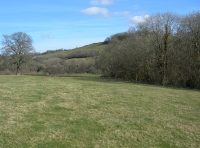 Pasture along the woodland fringe