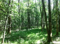 Skylark Wood