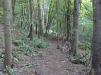 A path through Sulis Wood
