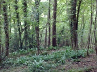 Woodland flora in abundance