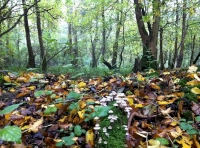 Thamesdown Wood - SOLD