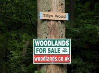 Tillys Wood - SOLD