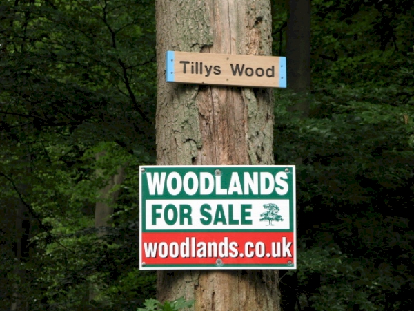 Tillys Wood - SOLD