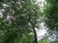Mature tree