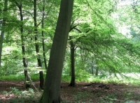 dappled woodland canopy