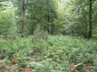 tranquil glade