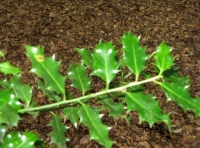 holly