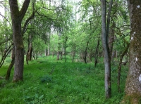 Titly Wood