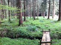 Trendle Wood