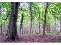 Walton Wood - SOLD
