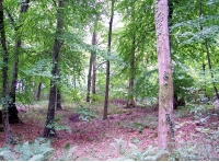 Walton Wood - SOLD photo 2