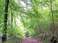 Walton Wood - SOLD photo 3