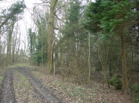 Welles Wood - SOLD