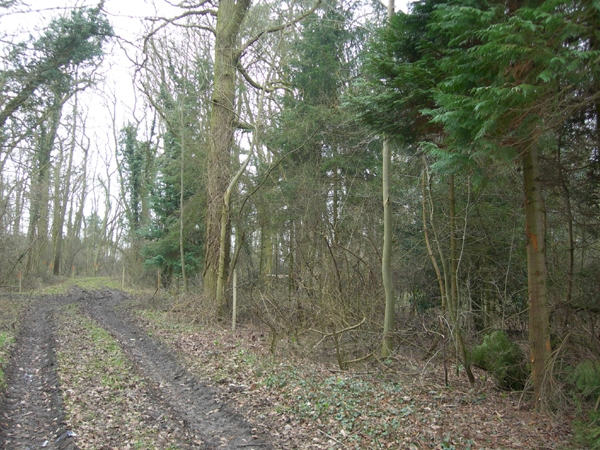 Welles Wood - SOLD