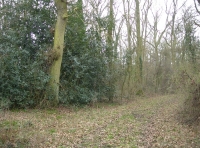 Holly in a clearing