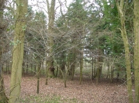 A stand of conifers