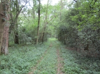 A leafy woodland ride