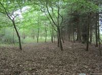 Spring growth seen from a clearing