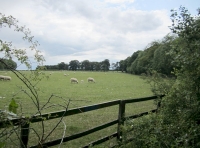 Open fields at the woodlands edge